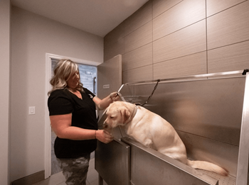 Pet-friendly community with pet washing station
